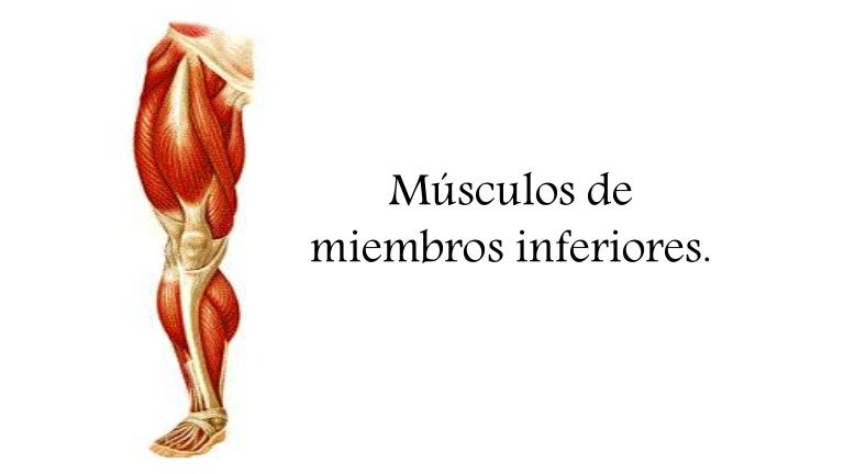 Musculos de la pierna inferior